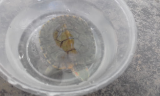 Labis Seng Huat Sdn Bhd 昇發有限公司